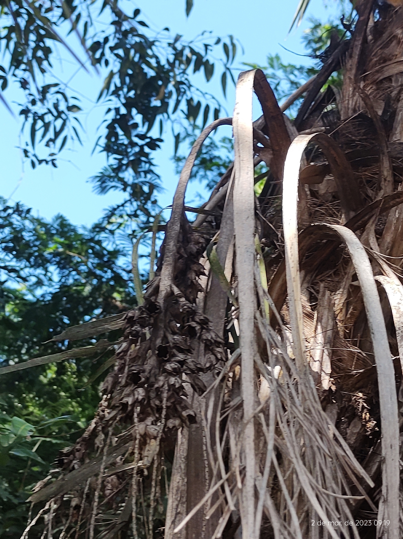 Imagem de Syagrus flexuosa (Mart.) Becc.