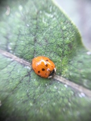 Harmonia axyridis