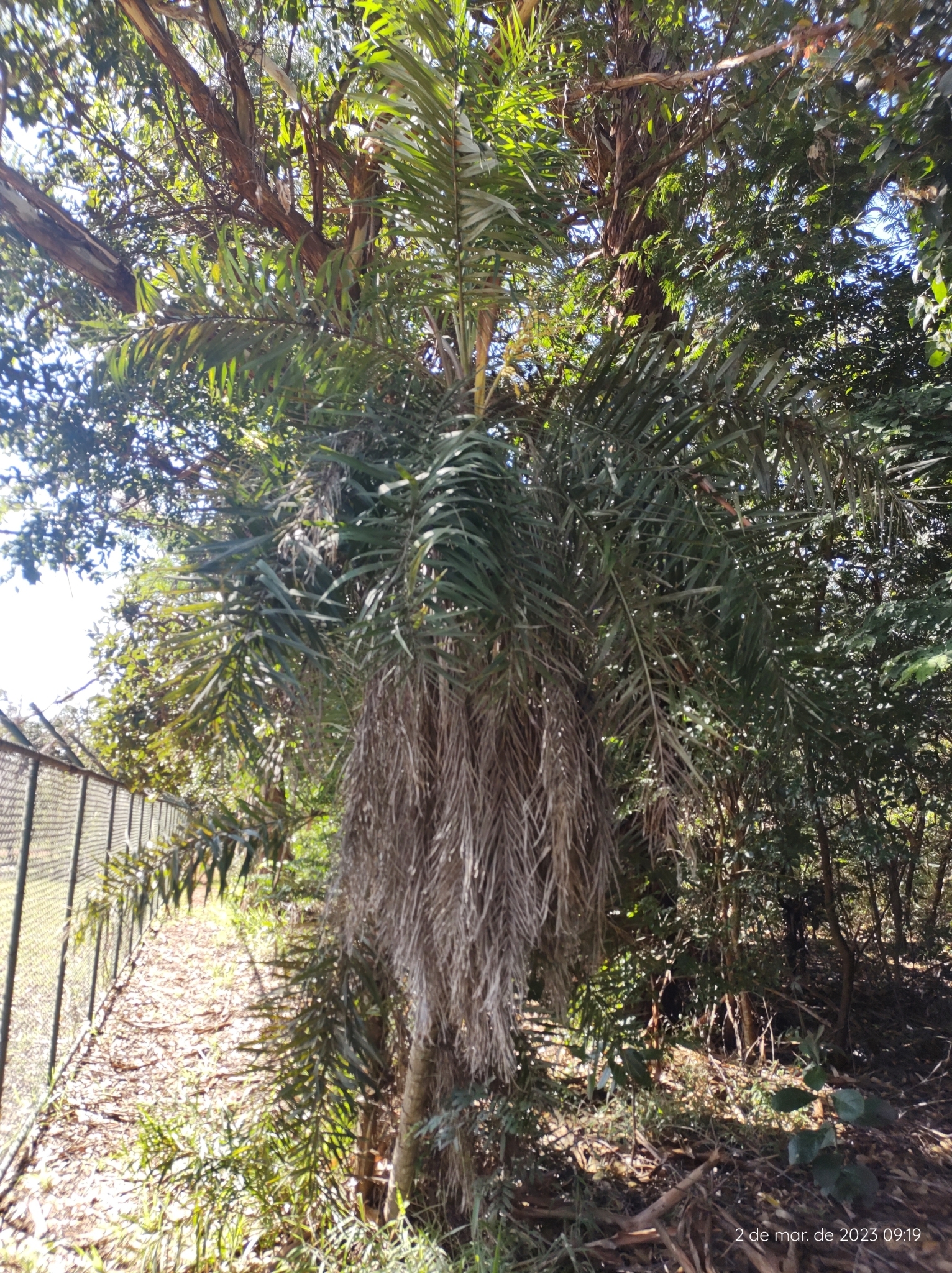 Imagem de Syagrus flexuosa (Mart.) Becc.