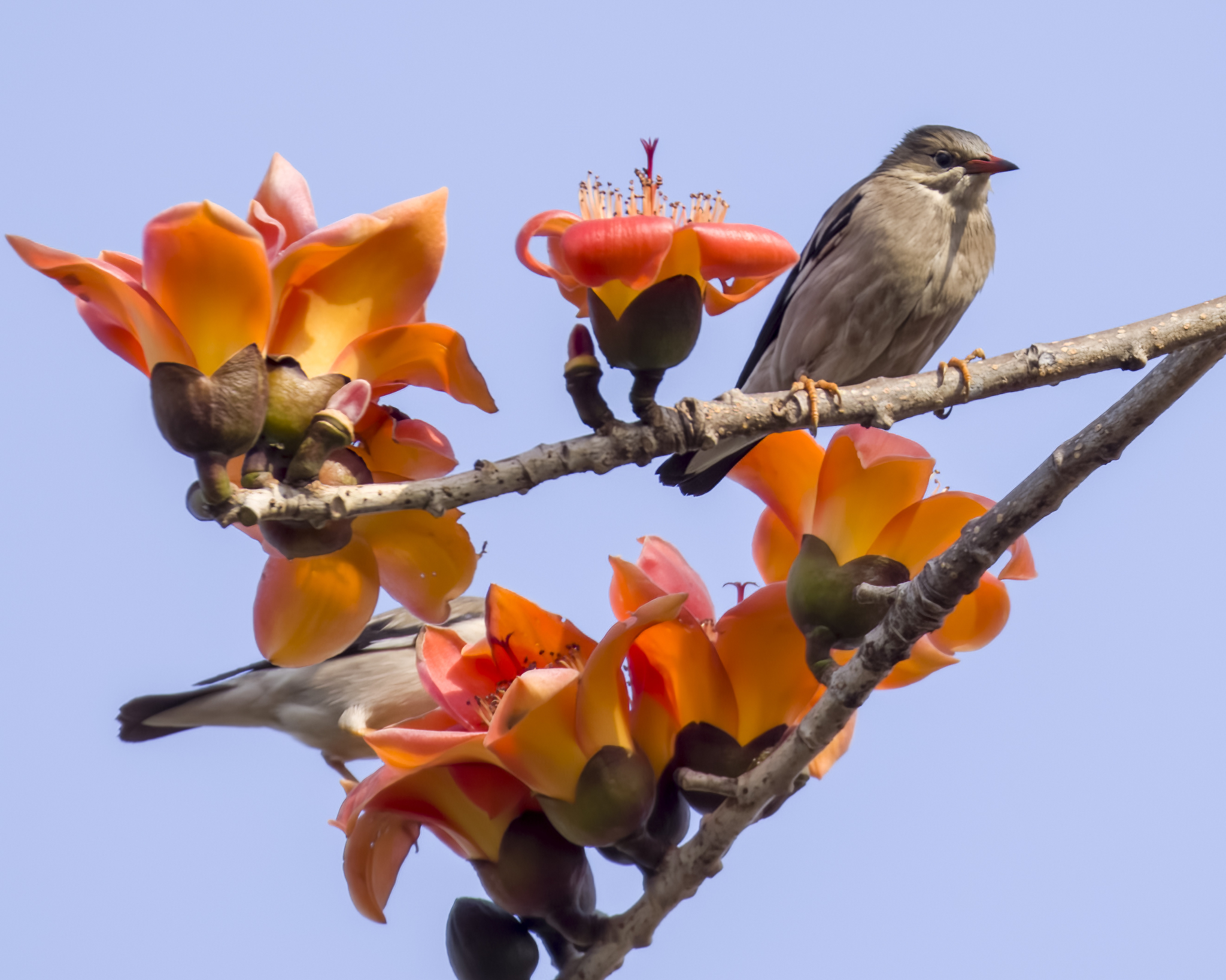 Bombax ceiba