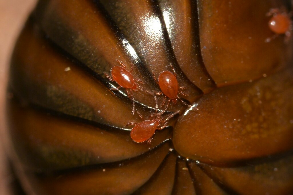 Cryptometasternum