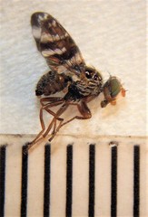 Procecidochares alani