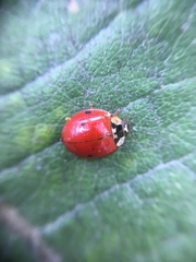 Harmonia axyridis
