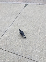 Columba livia domestica