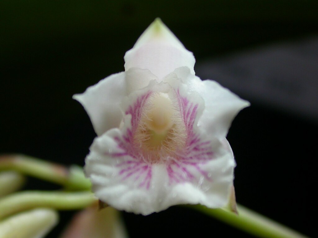 Bifrenaria leucorrhoda