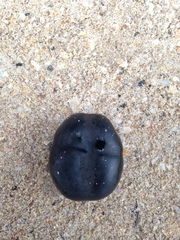 Merremia discoidesperma