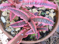 Cryptanthus