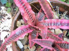 Cryptanthus