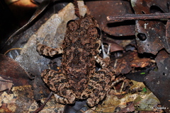 Oreobates quixensis