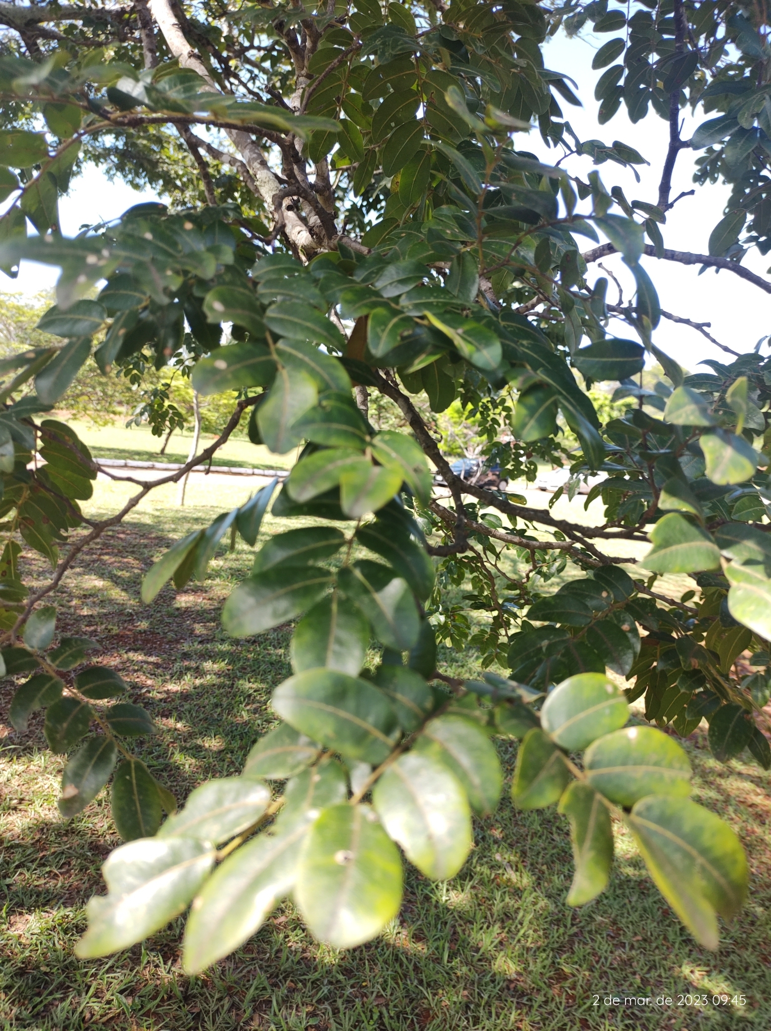Imagem de Copaíba