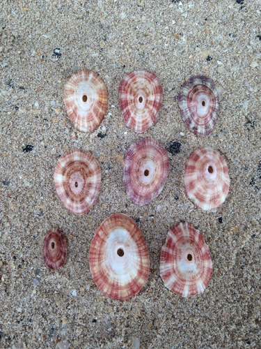 Rosy Keyhole Limpet