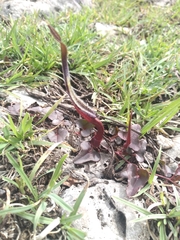 Aristolochia nana