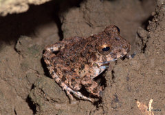 Oreobates quixensis