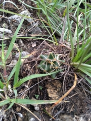 Coryphantha georgii