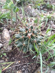 Coryphantha georgii