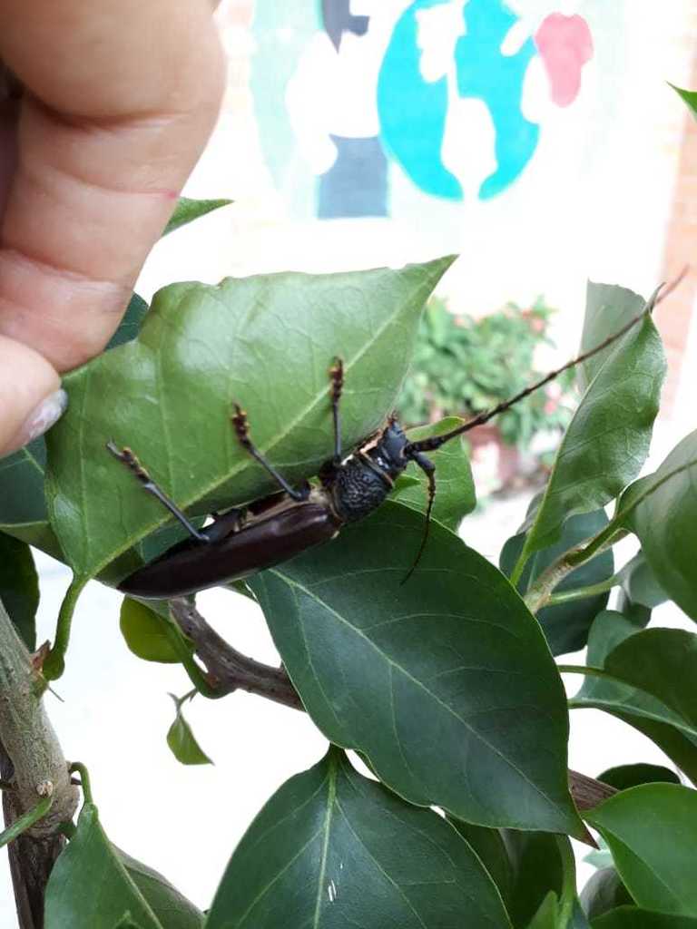 Sphallotrichus
