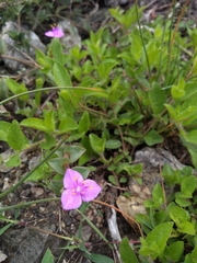 Callisia navicularis