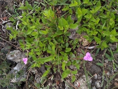 Callisia navicularis