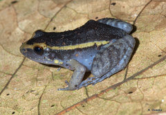 Lithodytes lineatus