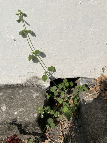 Leucas chinensis iNat (2)