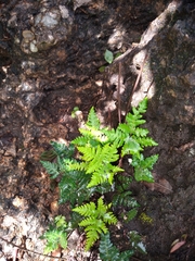 Notholaena sulphurea