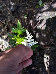 Notholaena sulphurea