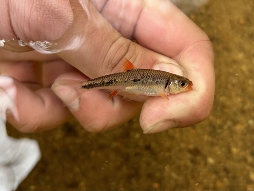 Redlip shiner (Notropis chiliticus) — Cyprinidae — 3