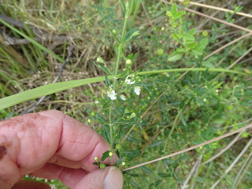 Image of Teucrium kraussii by (c) Shaun Swanepoel, some rights reserved (CC BY)