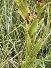 Crassula vaginata image