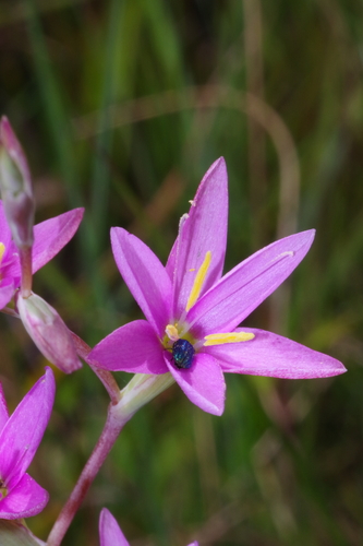 Hesperantha baurii image