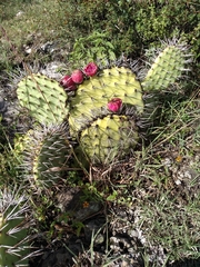 Opuntia rastrera