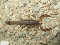 Superstitionia donensis