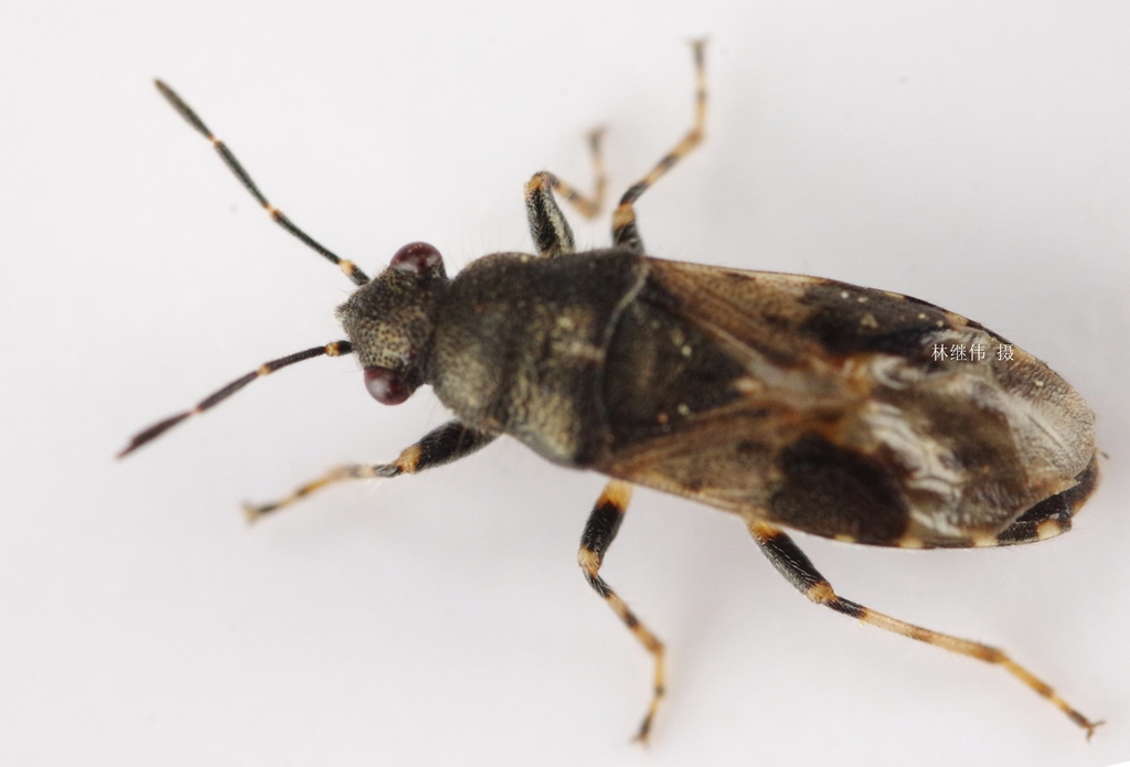 Heterogaster chinensis