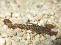 Superstitionia donensis