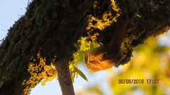 Lepidocolaptes souleyetii