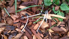 Clavaria fragilis vermicularis