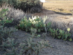 Opuntia × occidentalis