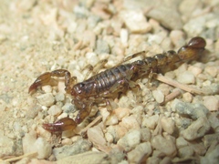 Superstitionia donensis