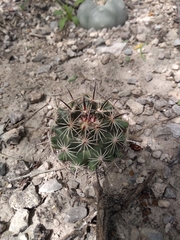 Coryphantha delicata