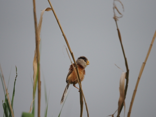 Reed Parrotbill
