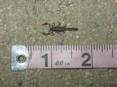 Superstitionia donensis