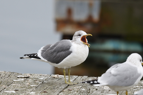Kamchatka Gull｜堪察加鸥 参考照片