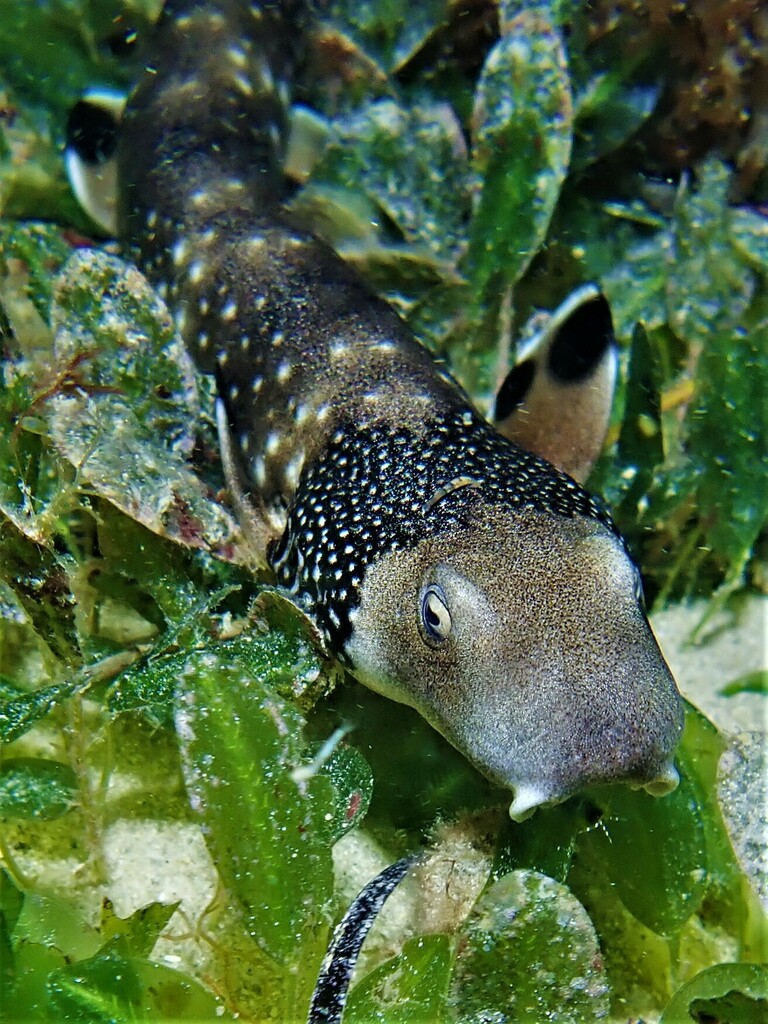 Collared Carpet Sharks