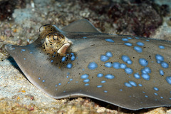 Bluespotted Maskray photo 5