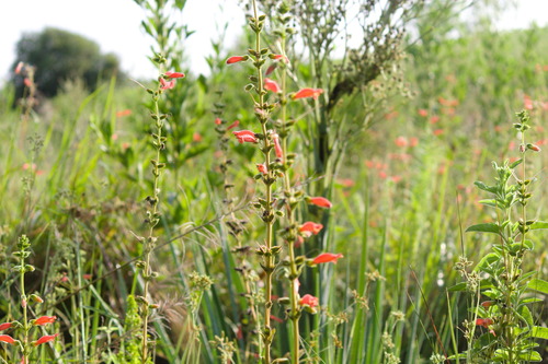 Sinningia elatior
