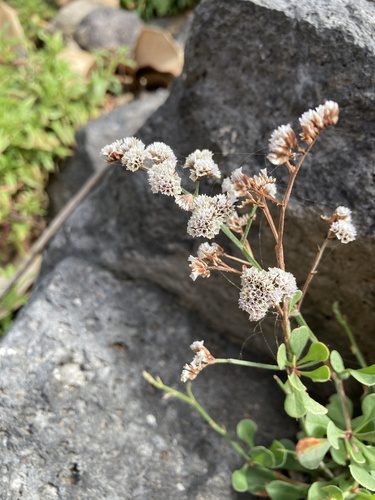 Limonium image