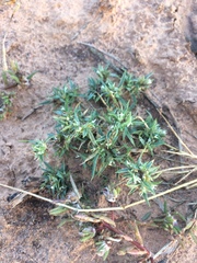 Munroa squarrosa