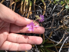 Mirabilis glabrifolia
