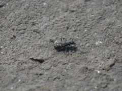 Cicindela senilis