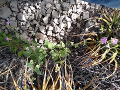 Mirabilis glabrifolia